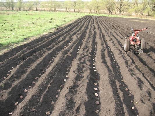 Оборудование для посадки картофеля – основа высоких урожаев